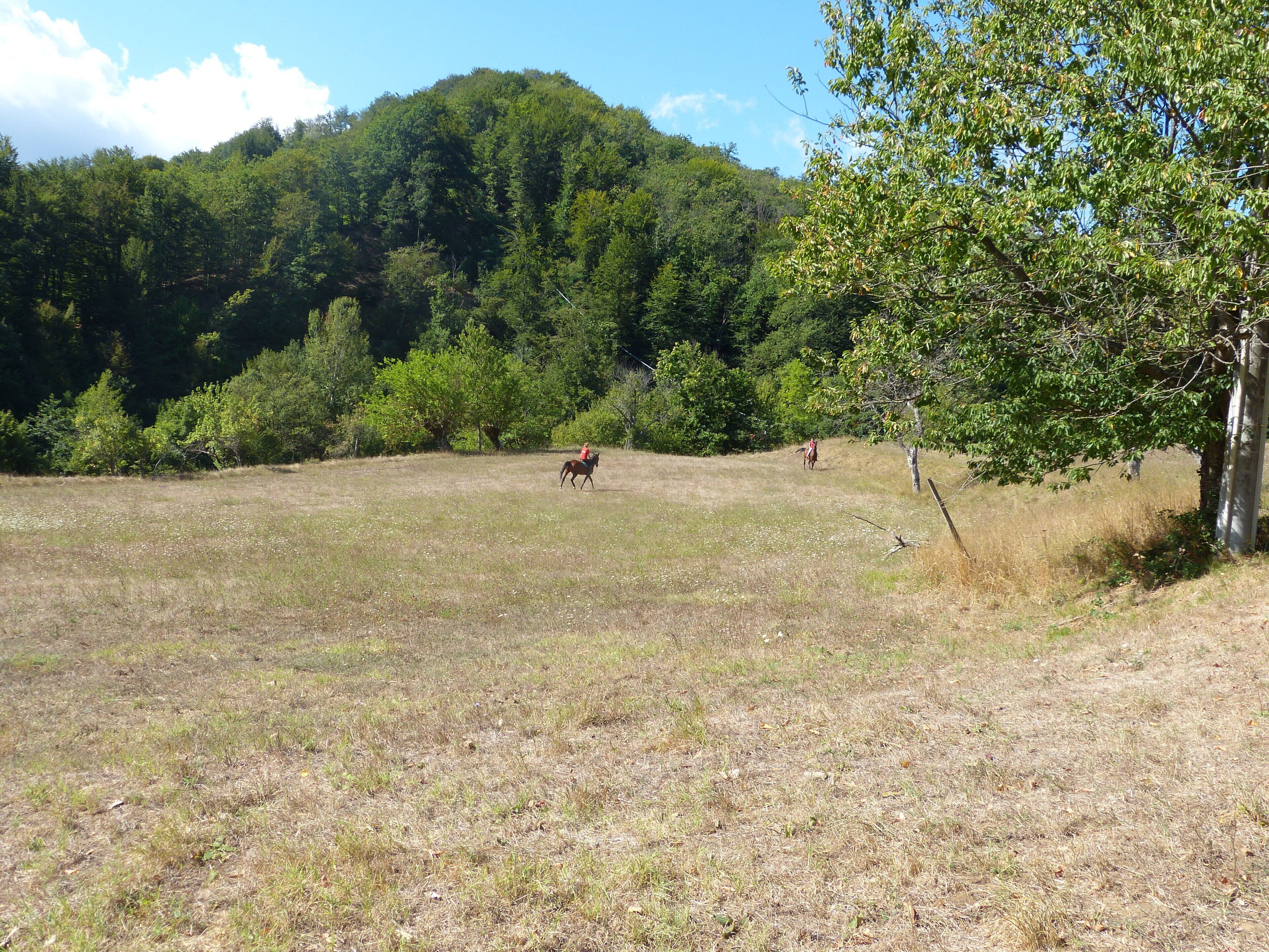 Un champ verdoyant avec un cheval et son cavalier au loin, entourés d’arbres et d’une colline.