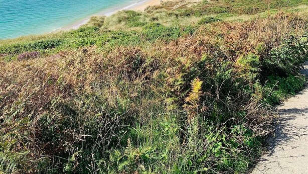 Een kustlandschap met een heldere lucht, een zandstrand en een pad dat naar de kust leidt.