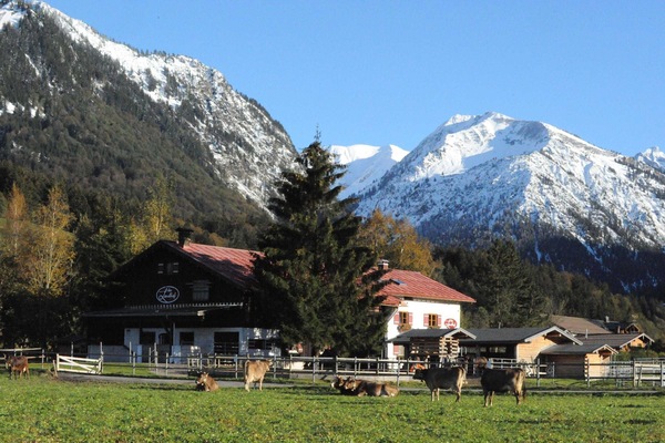 Landhof mit Kühen davor