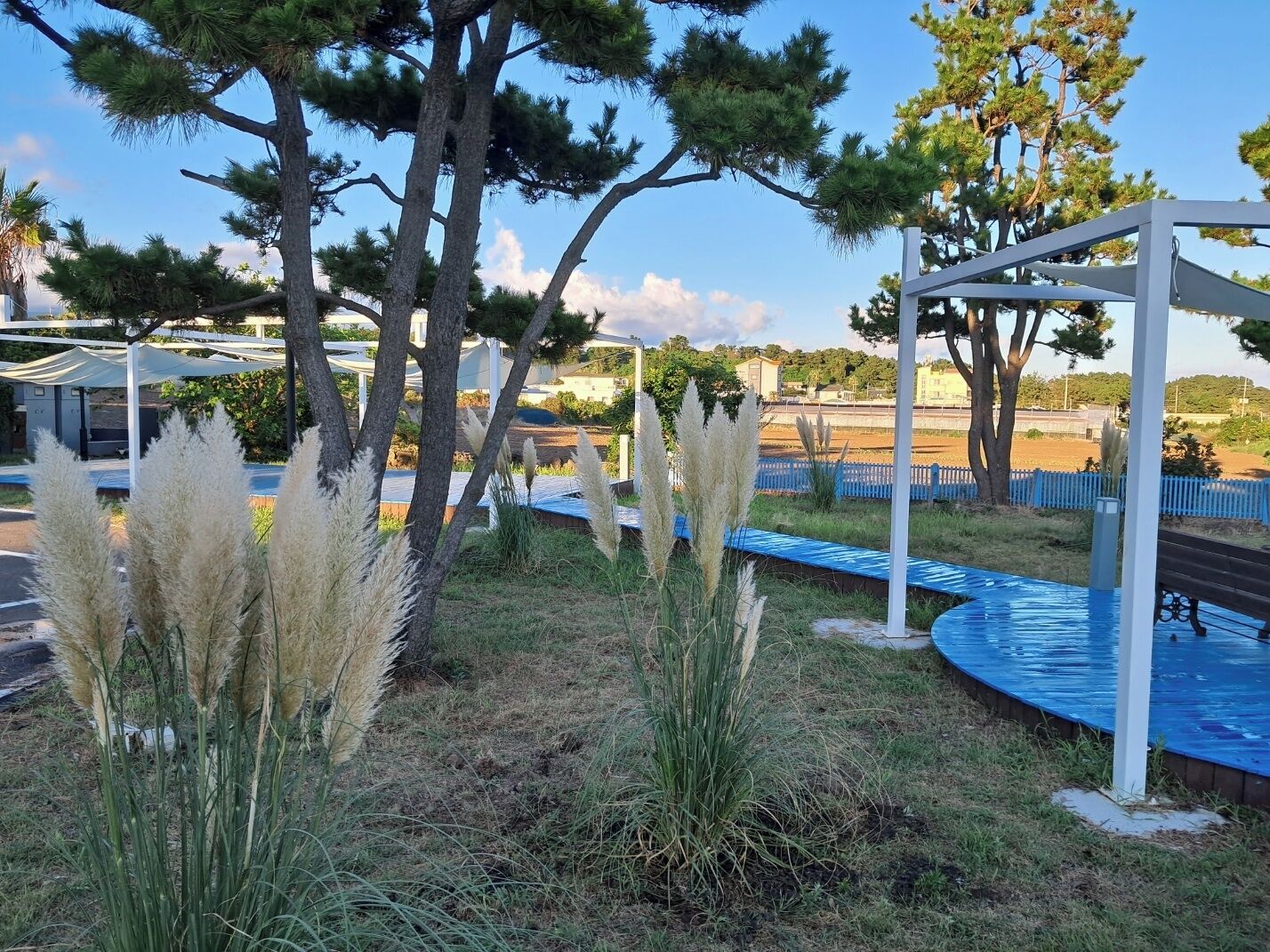 A pool area with a pergola structure, surrounded by tall trees and pampas grass.