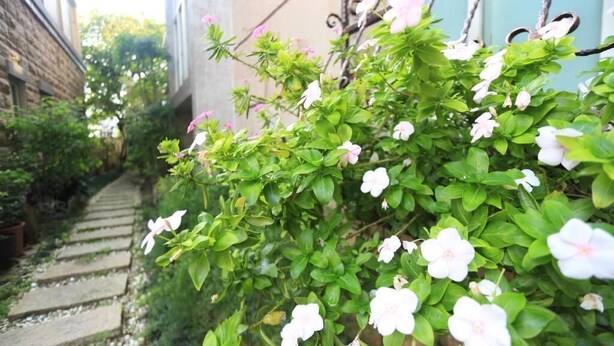 A garden pathway with flowering shrubs and a brick wall. - Dan Dan House (Tongluo)