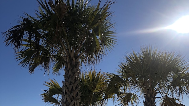 Een strand met palmbomen en een heldere lucht.