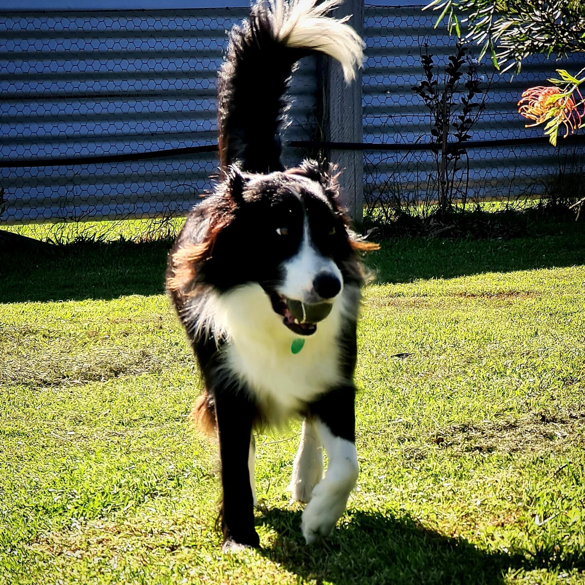 Guests dog playing ball!
