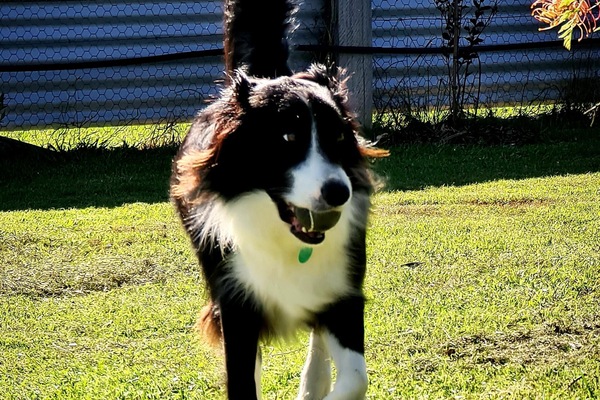 Guests dog playing ball!