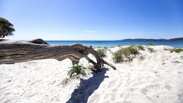 Una spiaggia sabbiosa con un grande tronco d'albero caduto in primo piano e un cielo azzurro limpido.