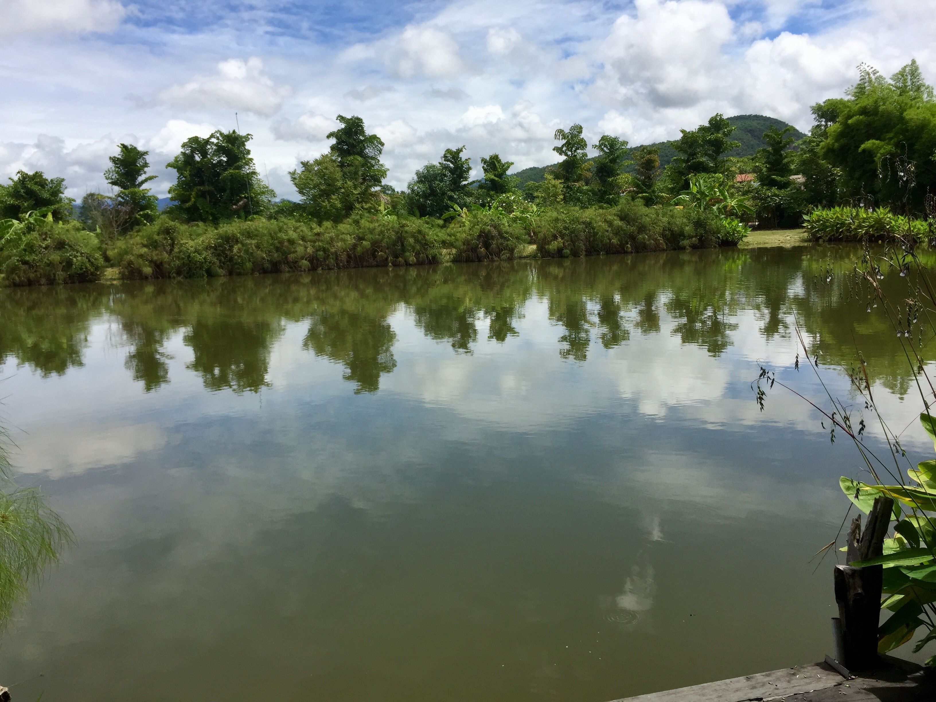 standard bungalow with fan (double bed) | view from room