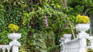 A stone staircase leading to a white structure surrounded by lush greenery. - Ashburnham Estate (Rattota)