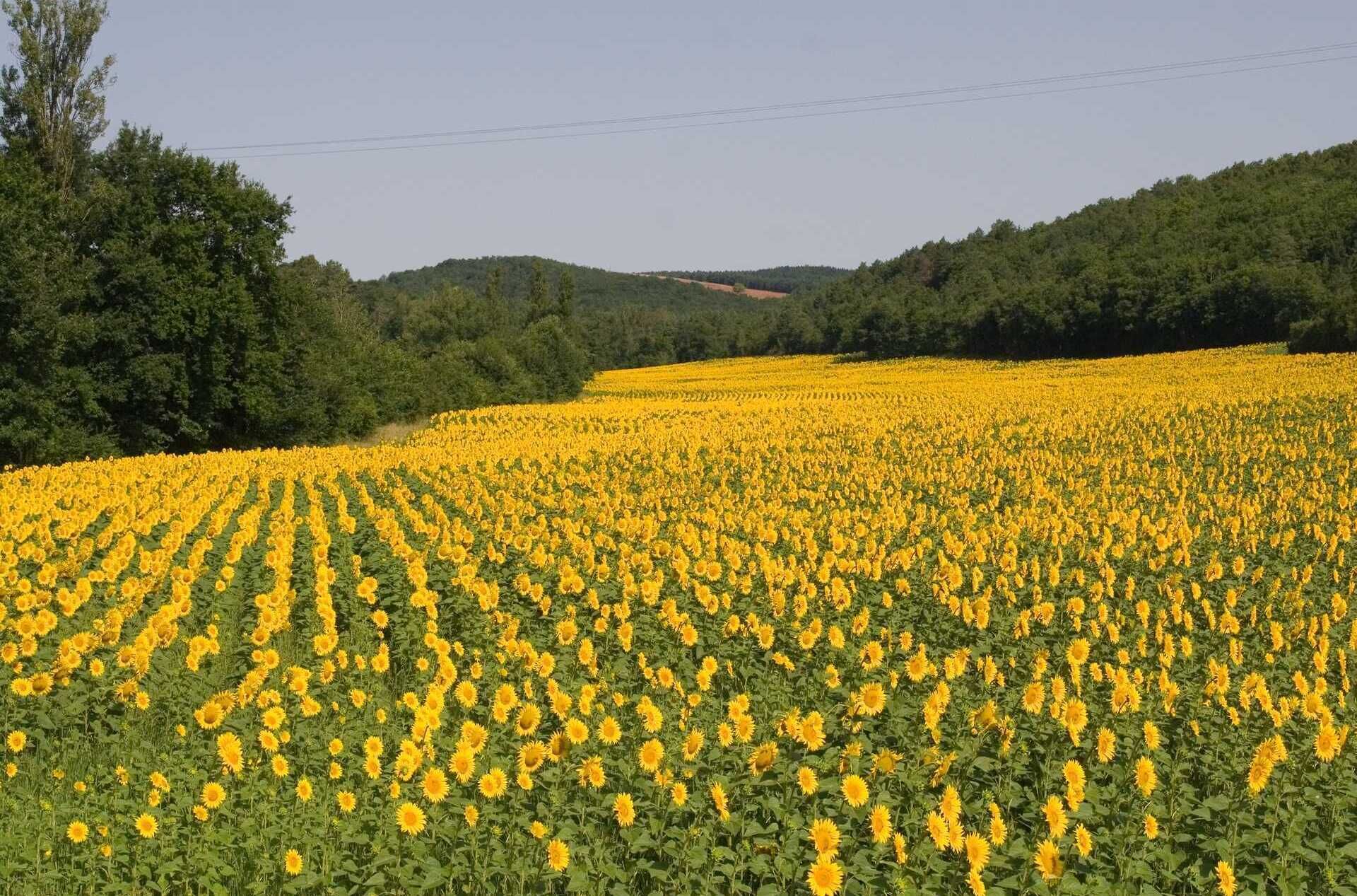 A sunflower field with a clear sky and hills in the background.
