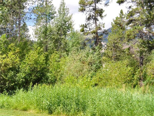 A natural landscape with dense green vegetation and tall trees. - RMR: Chokeberry 3814 Condo in The Aspens/ Wilson (Wilson)