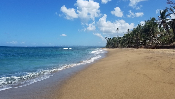 Une plage avec une eau d’un bleu limpide, un rivage sablonneux et des palmiers.