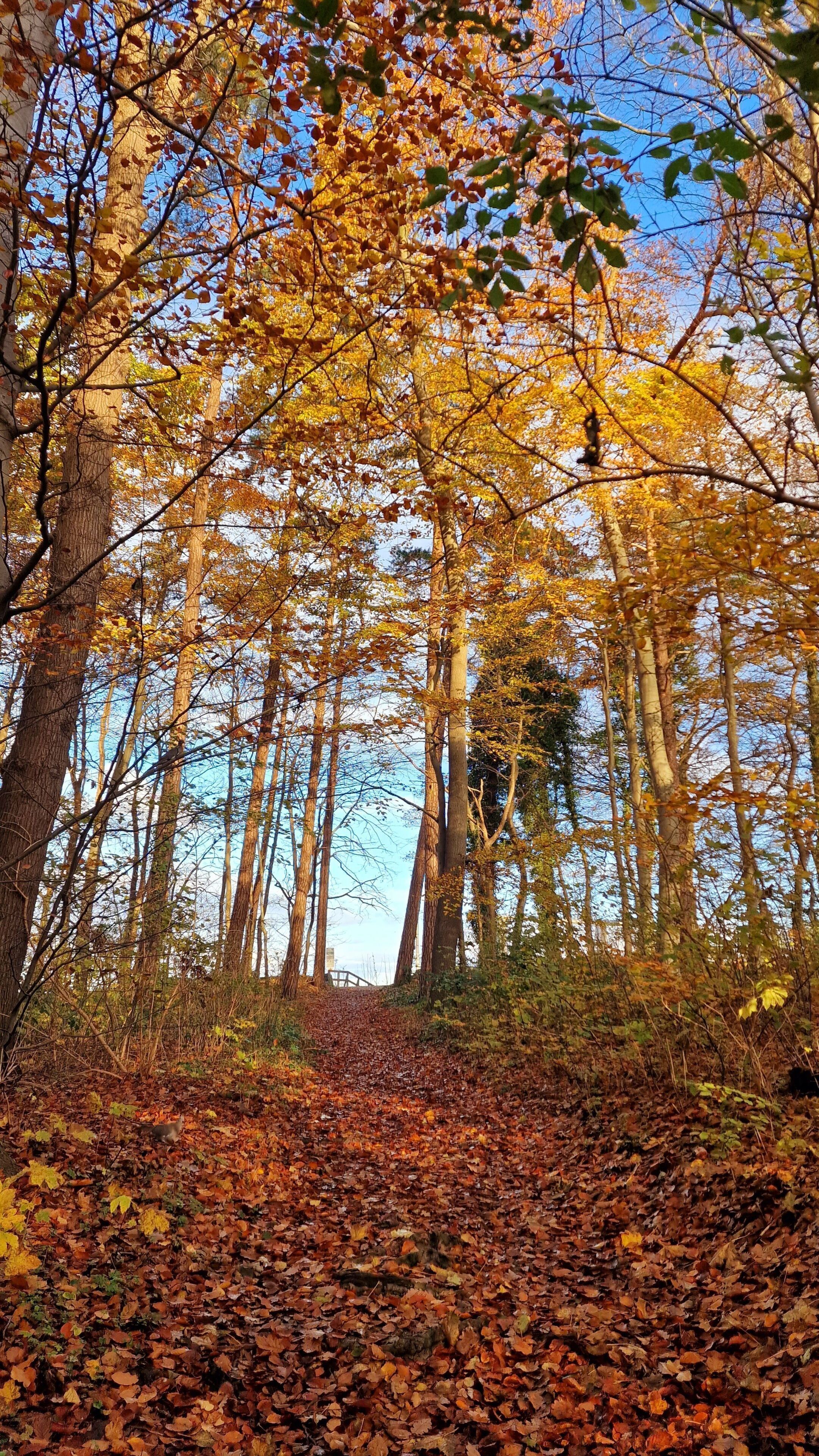 A forest with tall trees and a ground covered in fallen leaves.