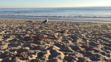 Sun loungers, beach towels