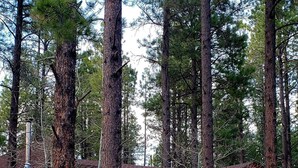 A lodge with a rustic exterior, surrounded by tall pine trees. - Stunning OFF-GRID Cabin Retreat! Quiet and Private !!! (Flagstaff)
