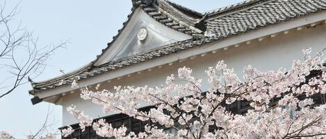 Un bâtiment traditionnel avec un toit en tuiles et des cerisiers en fleurs devant.