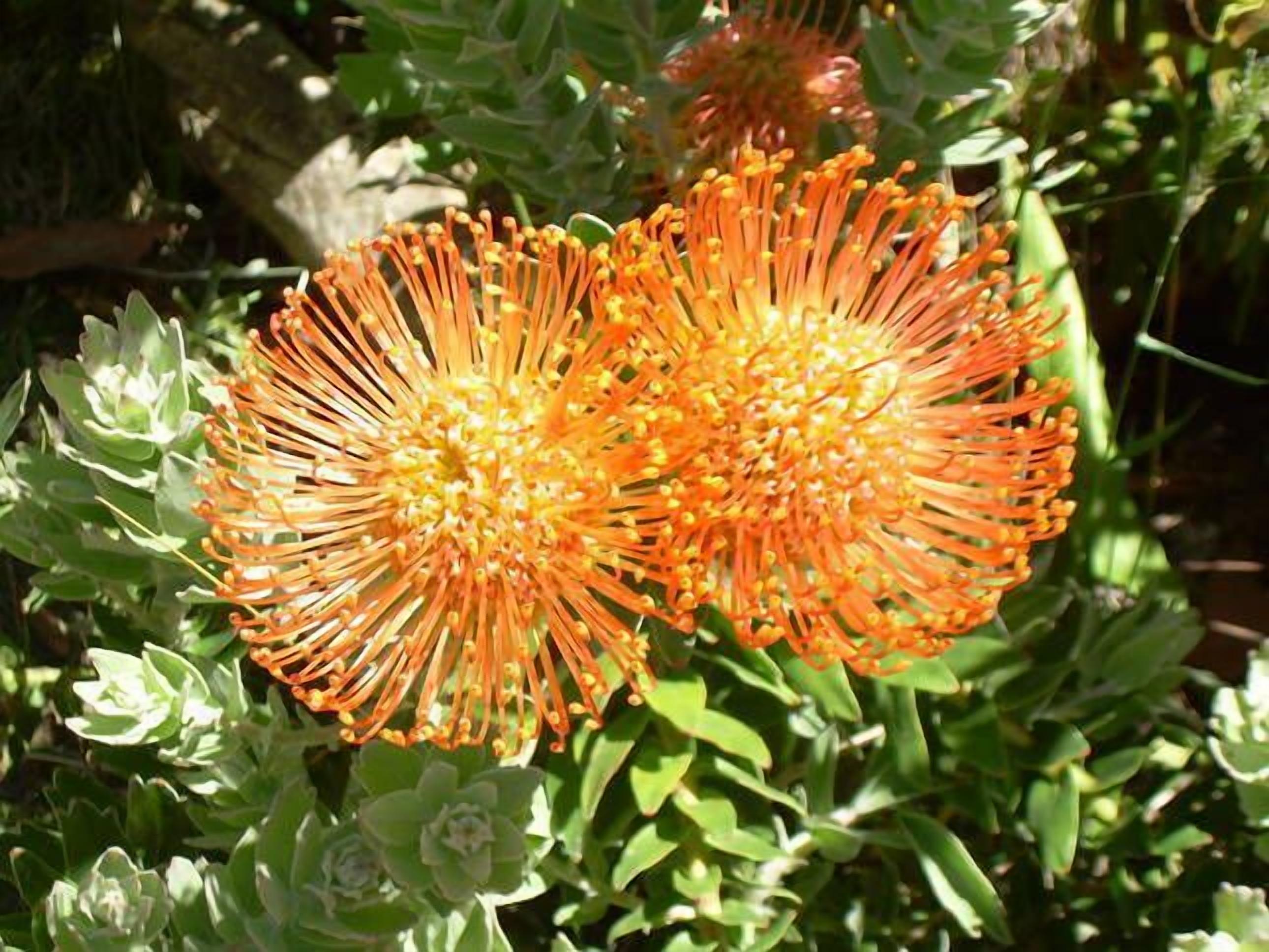 The Cabin-Wake up to the sound of native birdlife. — image 14