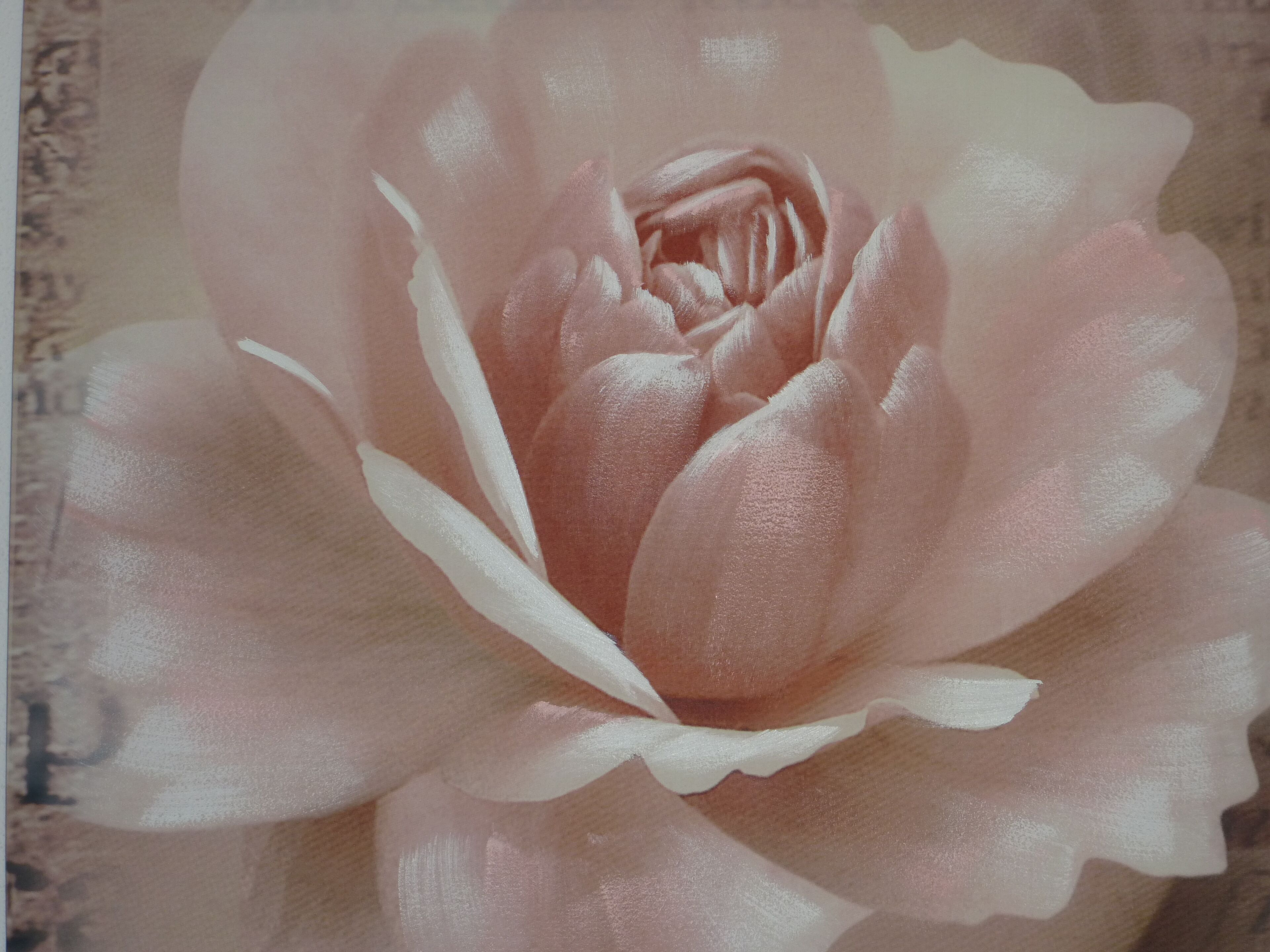 Un primo piano di un fiore rosa.
