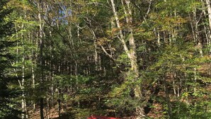 Une petite cabane blanche, coiffée d’un toit rouge, est entourée d’une forêt dense.