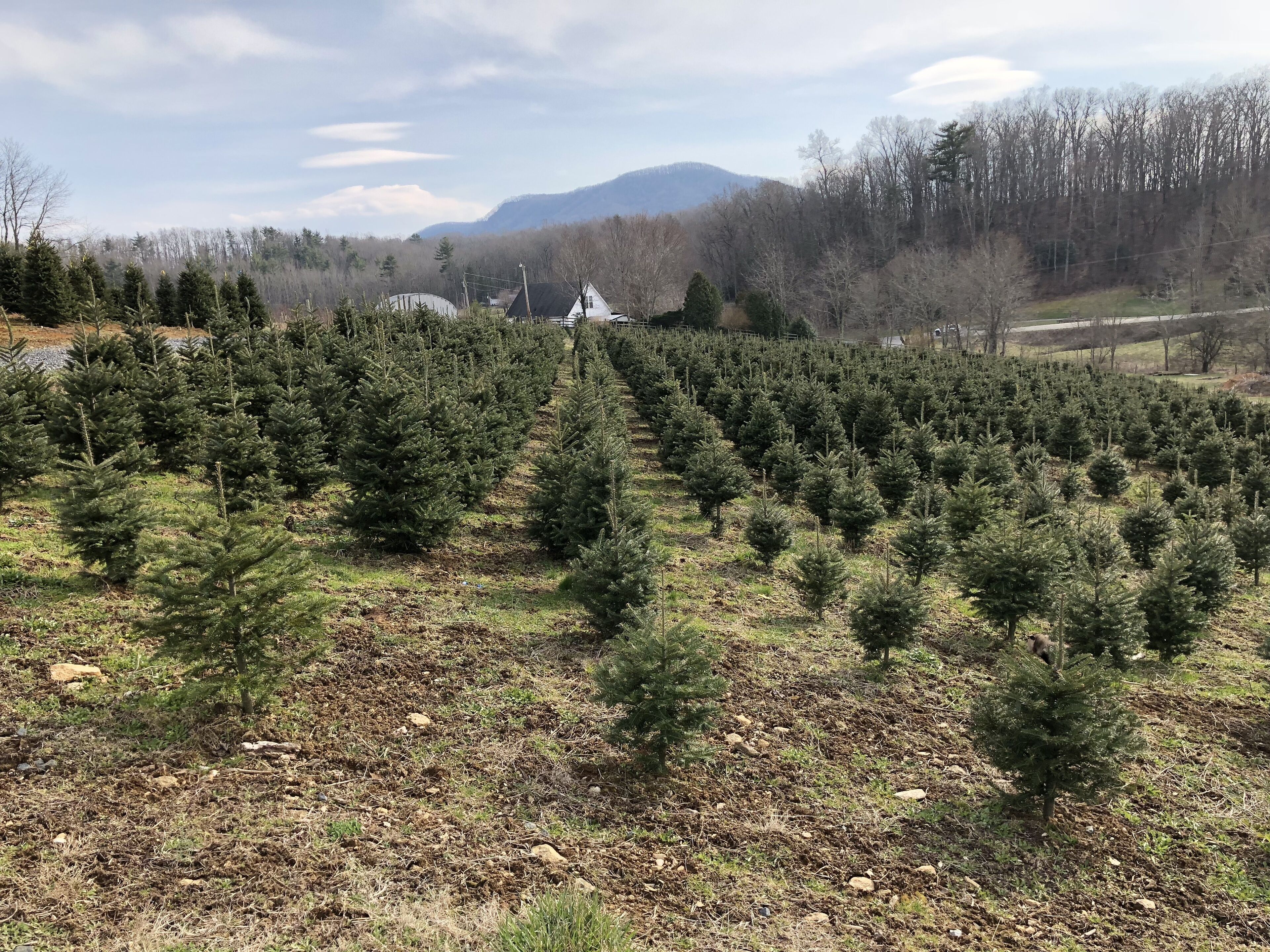 Un bosque de árboles de Navidad jóvenes en un entorno rural, con una montaña al fondo.