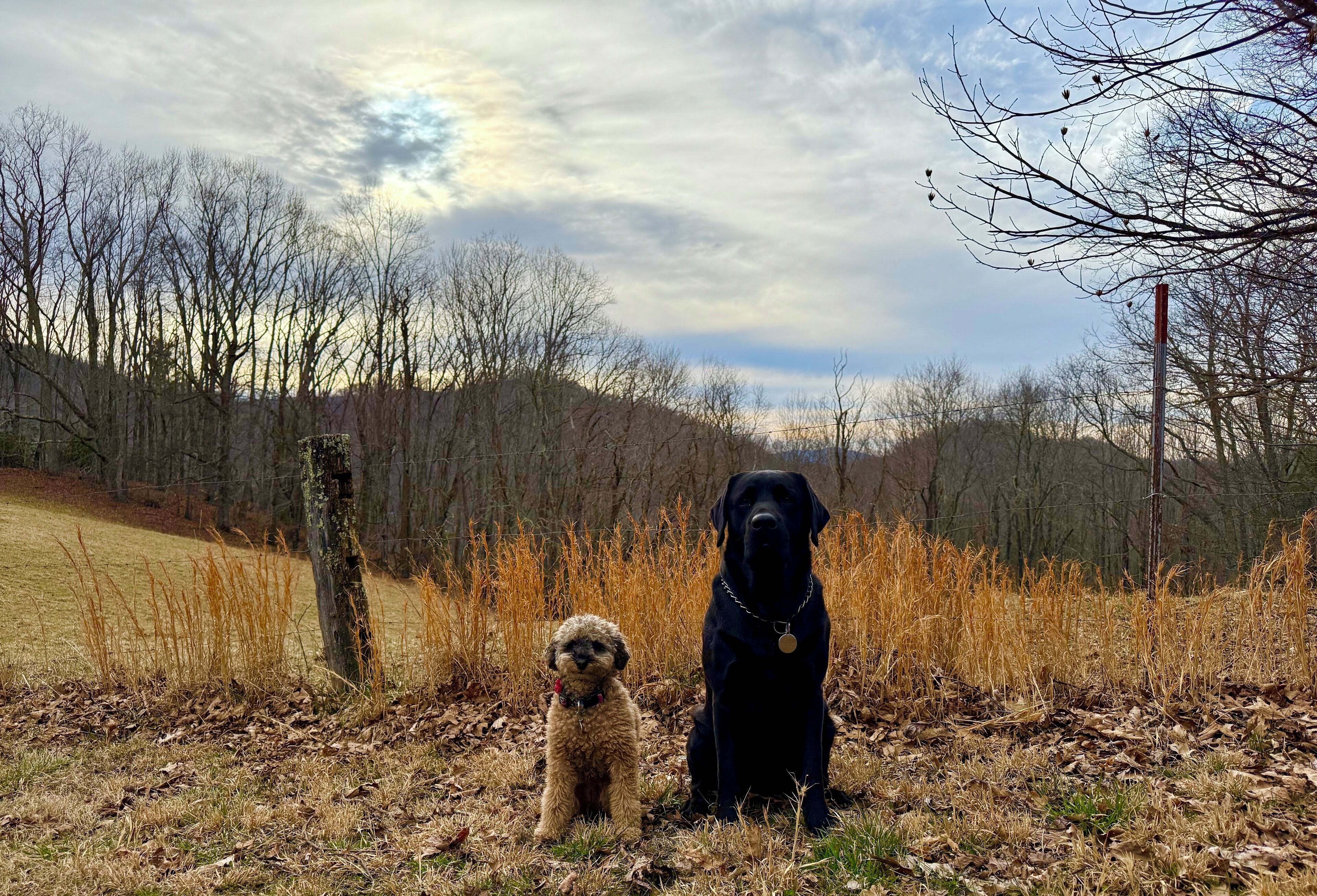 Dos perros sentados sobre el suelo cubierto de hojas, con un bosque al fondo.
