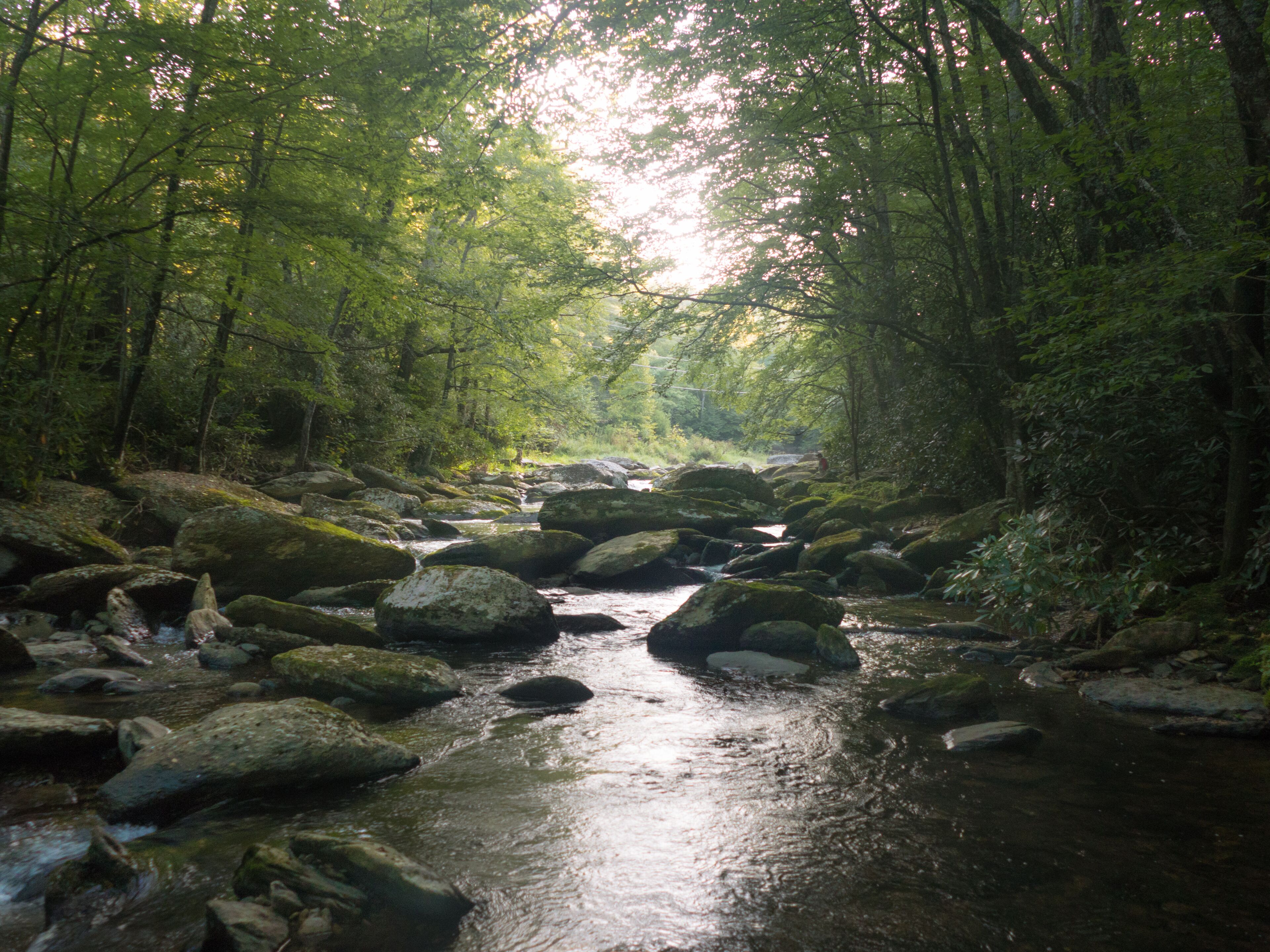 Une zone boisée traversée par un ruisseau, entourée de rochers et d’arbres.