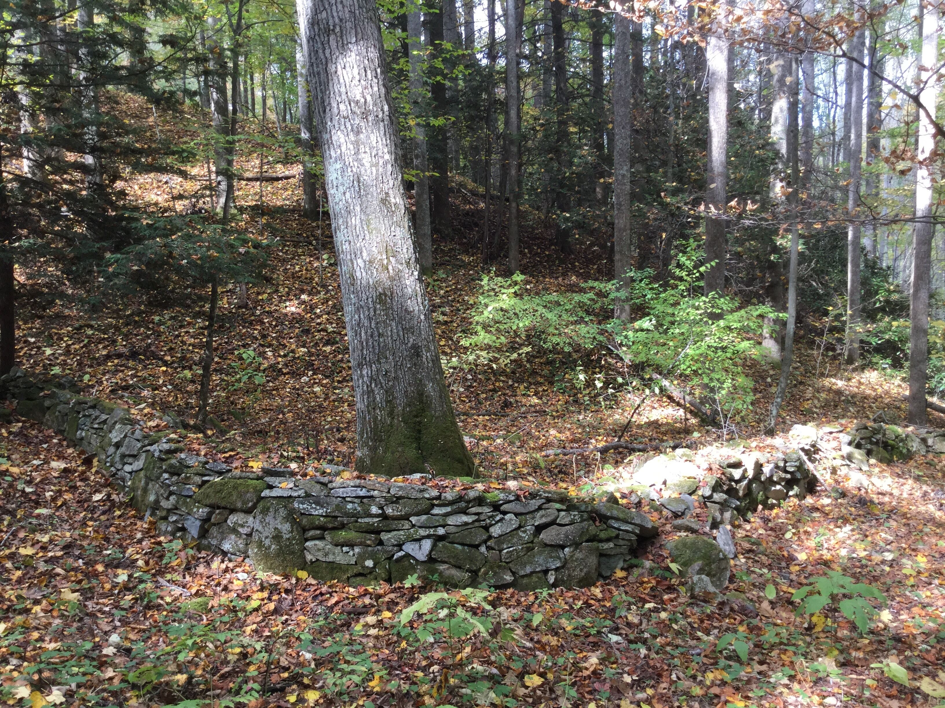 A stone wall in a forested area with trees and fallen leaves.
