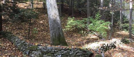 A stone wall in a forested area with trees and fallen leaves.