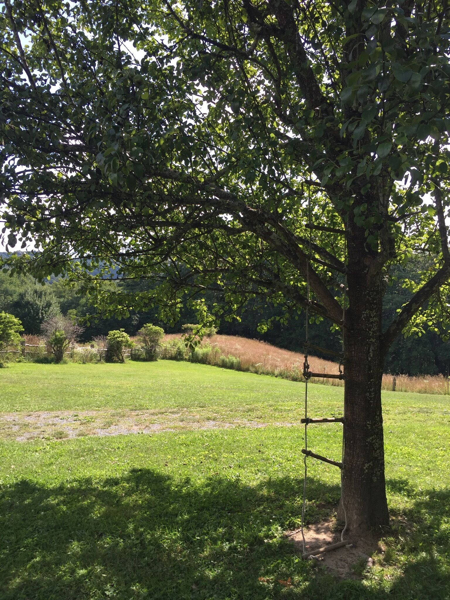 A tree with a swing hanging from its branches in a grassy field.