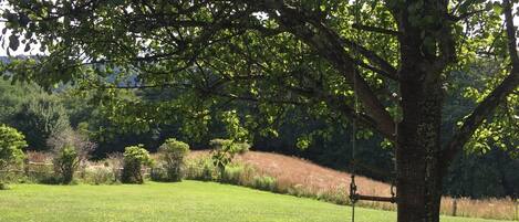 A tree with a swing hanging from its branches in a grassy field.