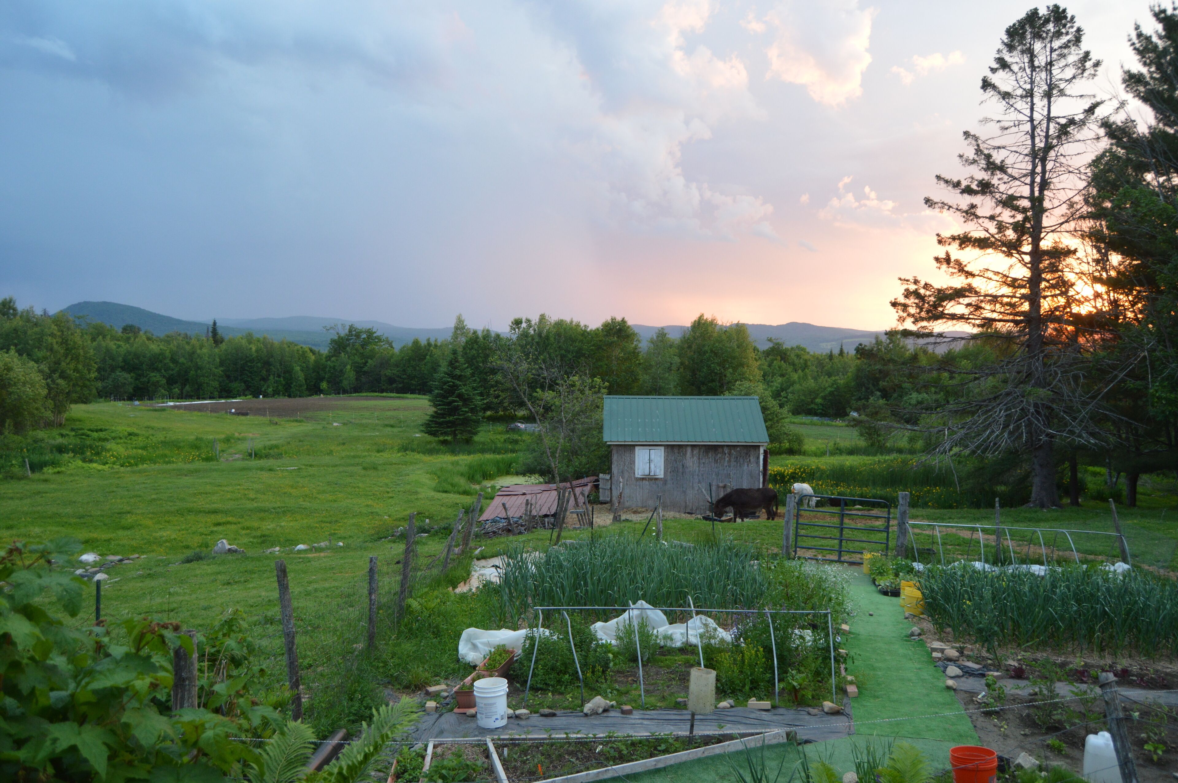 Sunset with organic veggie garden in foreground