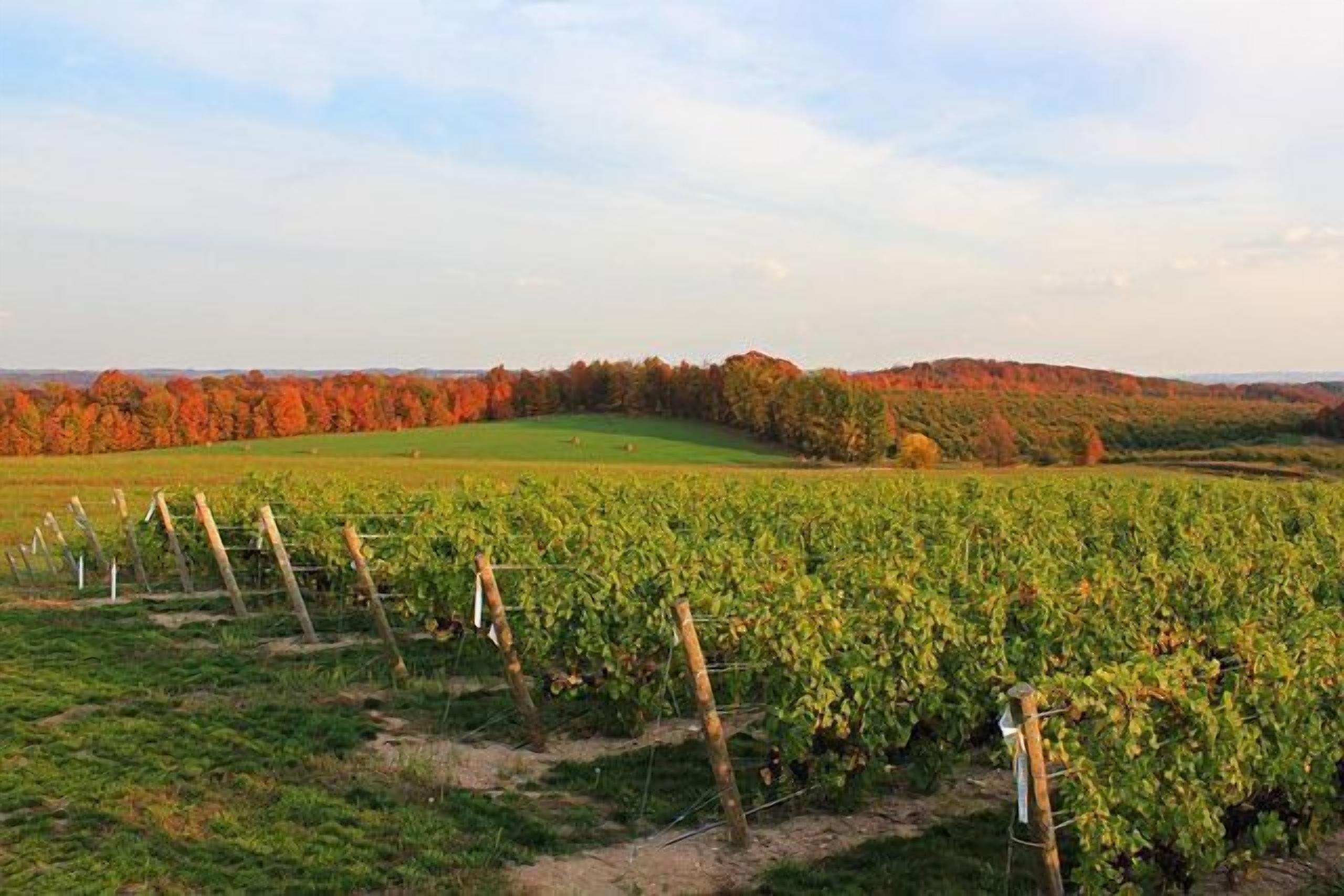 A vineyard with rows of grapevines and a hilly landscape in the background.