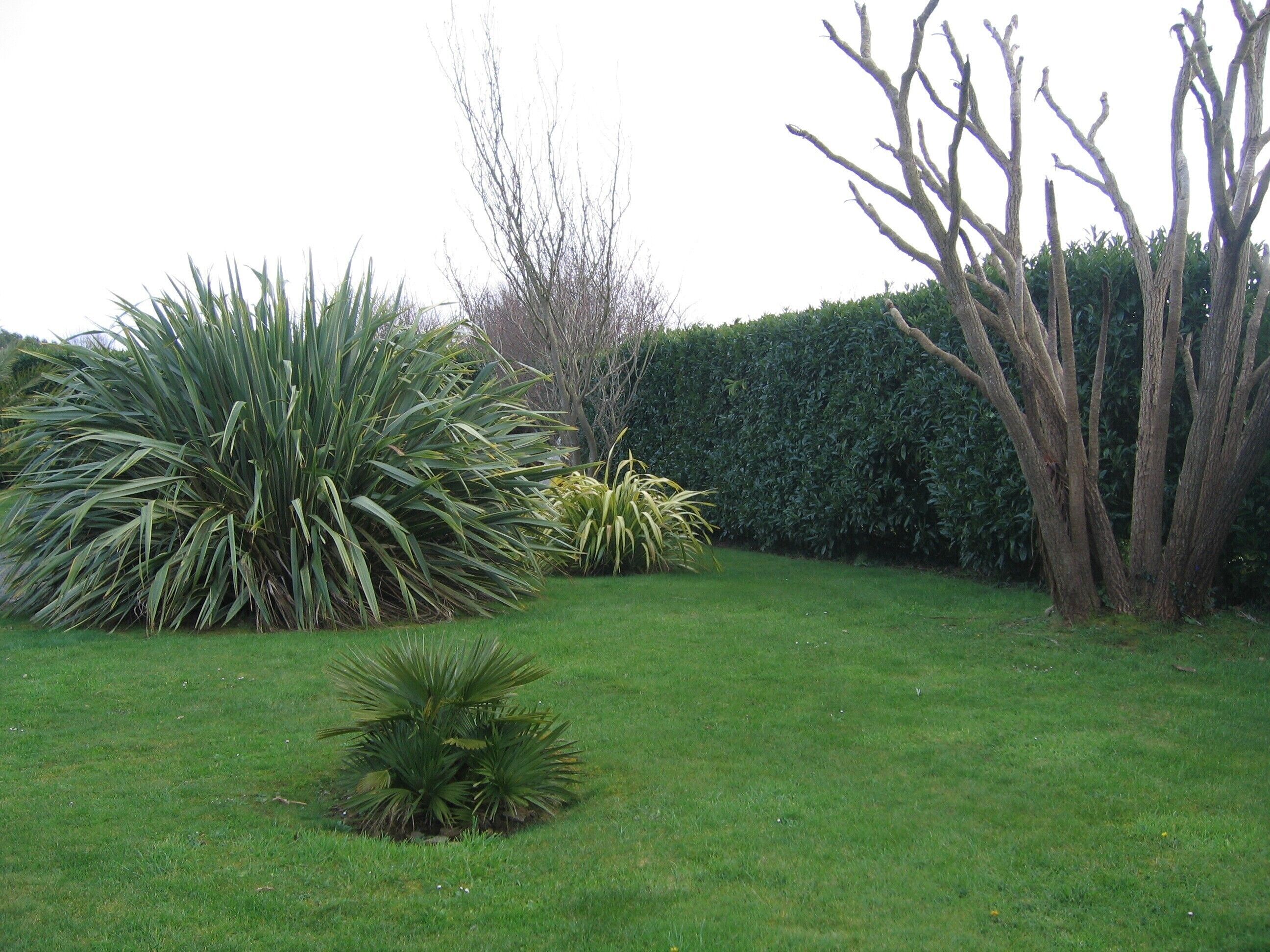 Un jardín bien cuidado con diversas plantas y un seto.