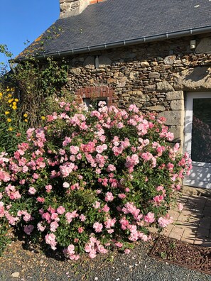 Um edifício de pedra com telhado de colmo, rodeado por rosas cor-de-rosa e flores amarelas.