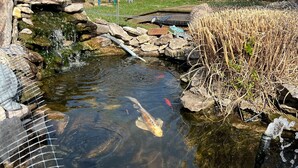 Ein Teich mit Koi-Karpfen, klares Wasser, umgeben von einem Holenzaun und einer Holzterrasse.