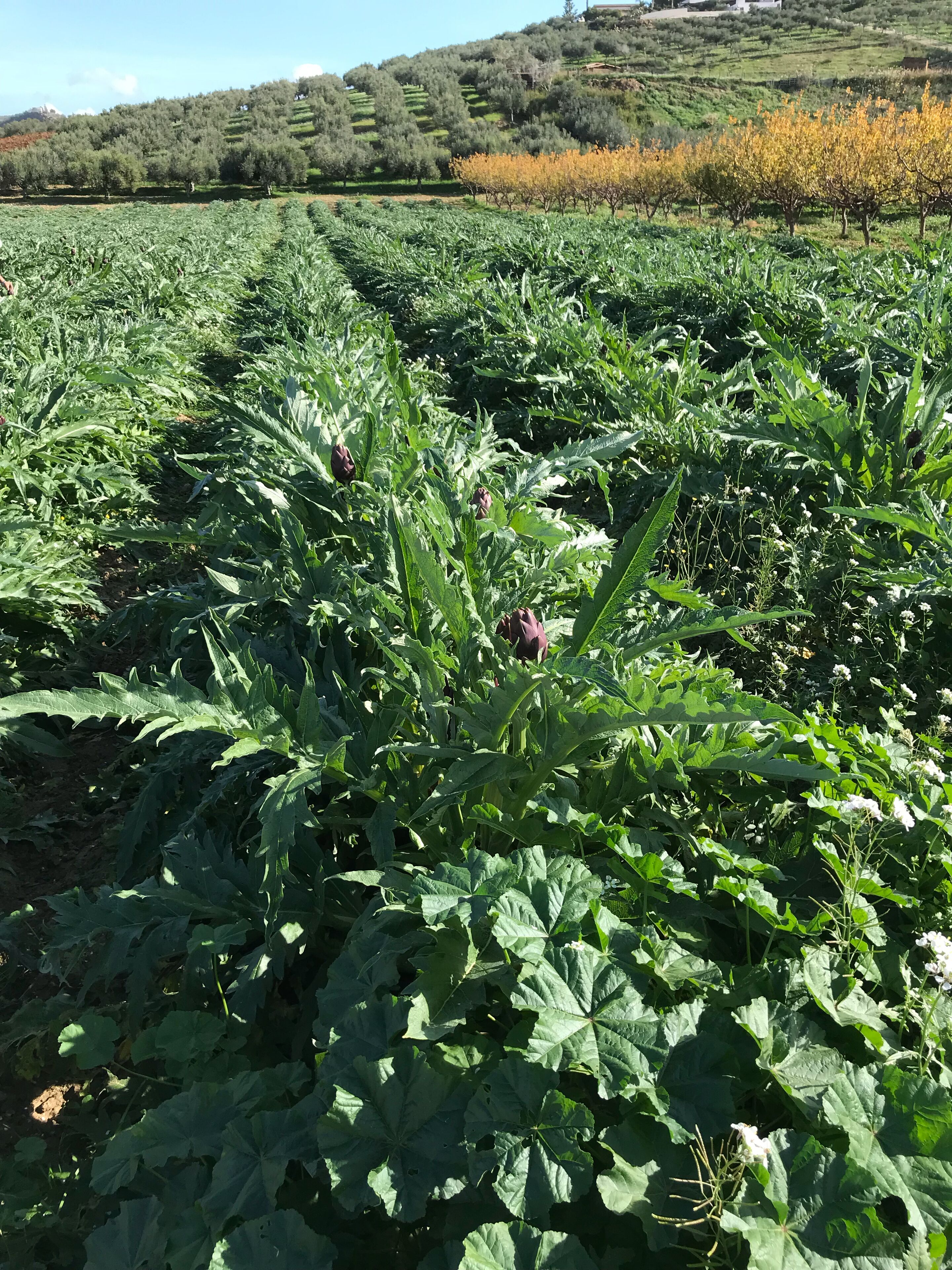 A field of crops with rows of plants, a hilly landscape in the background, and a clear sky.