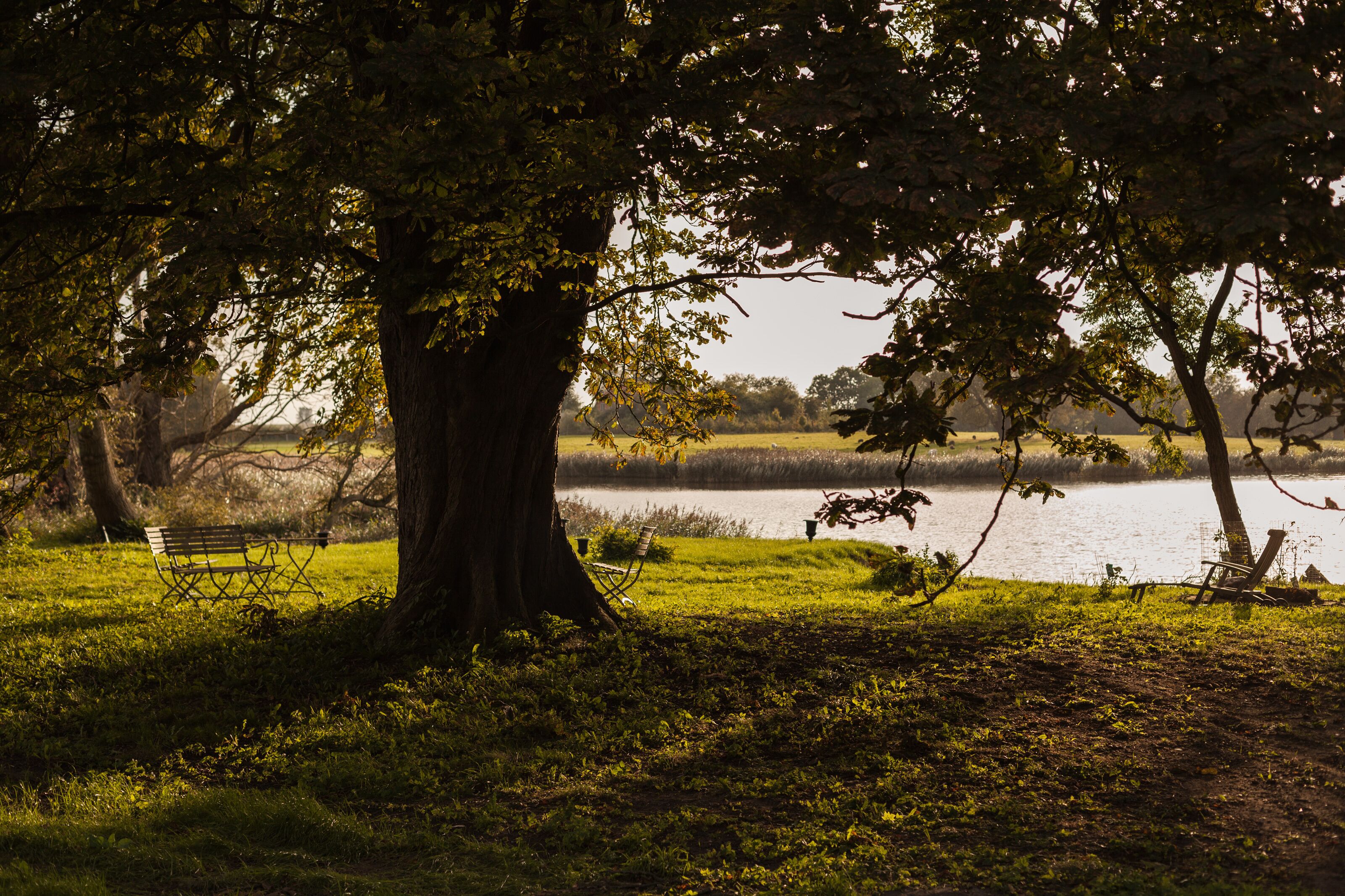Un parc avec un grand arbre, un banc et une étendue d’eau.