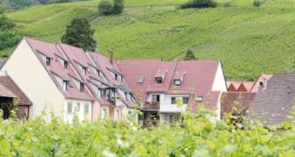 Charming apartment with vineyard view