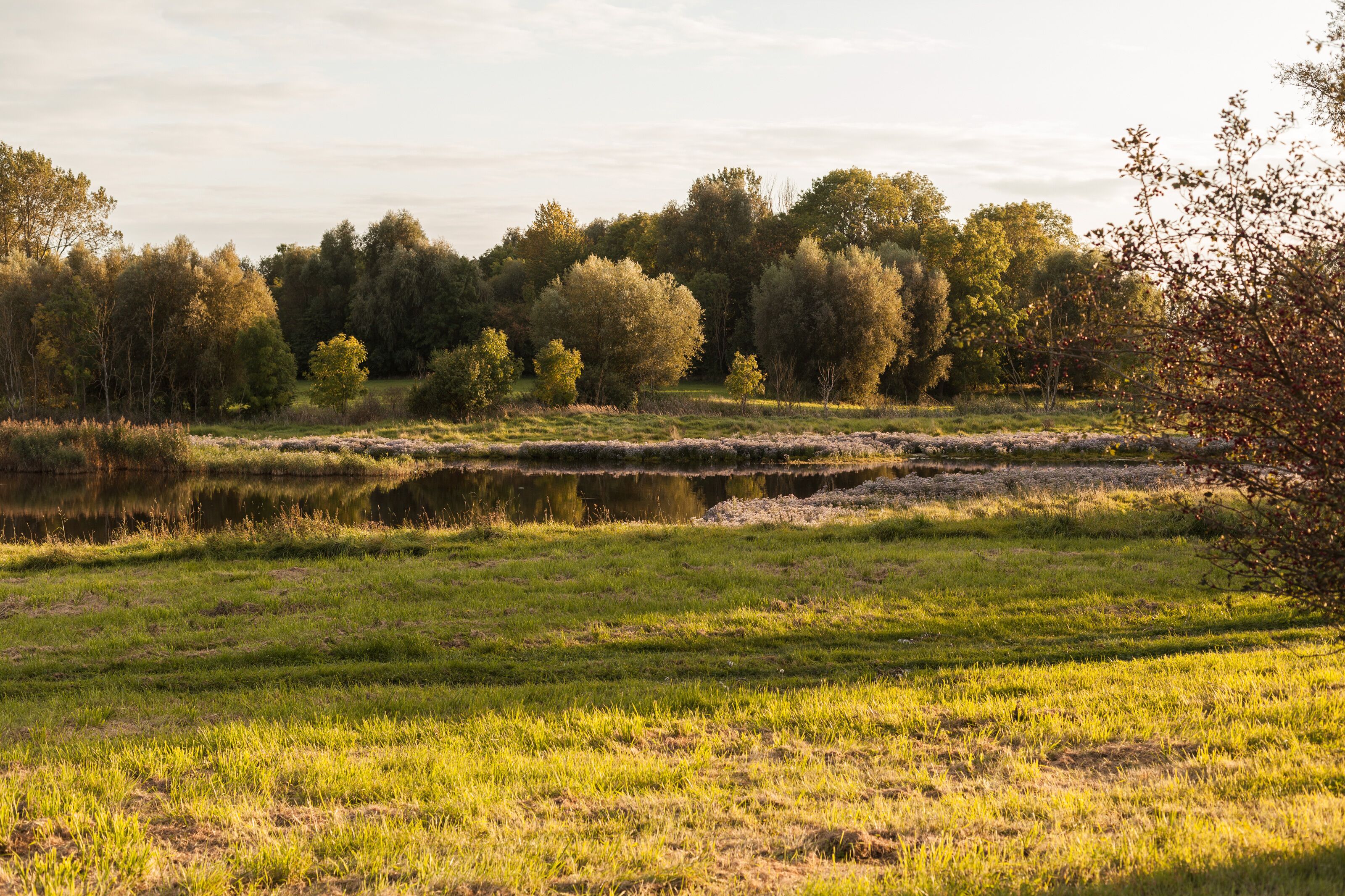 Un paesaggio naturale con uno stagno, zone erbose e alberi.