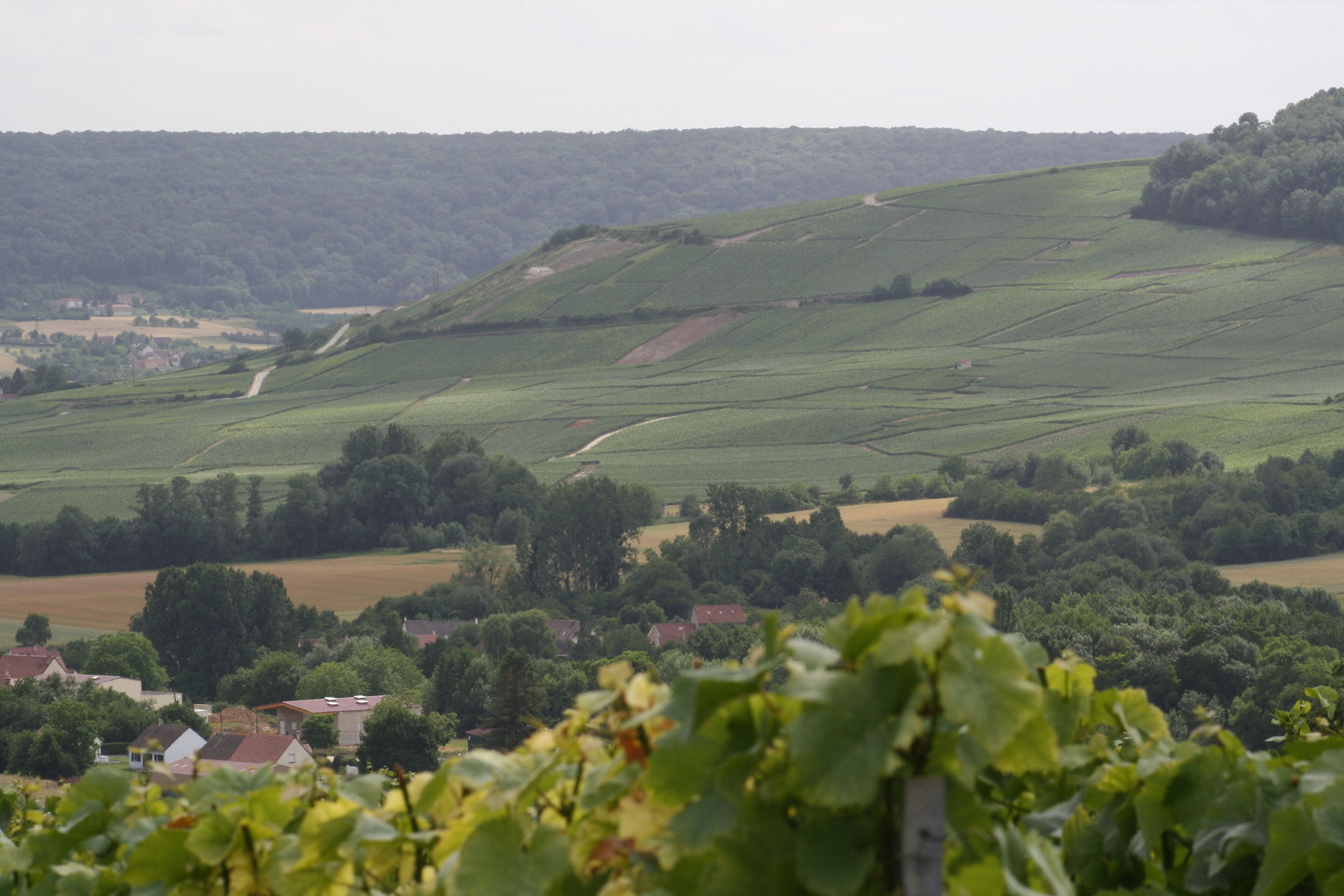 A rural landscape with rolling hills, scattered houses, and vineyards.