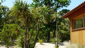 A wooden building with large windows, surrounded by palm trees and other vegetation. - WOODEN HOUSE IN THE BORDER OF THE OCEAN (Soulac-Sur-Mer)