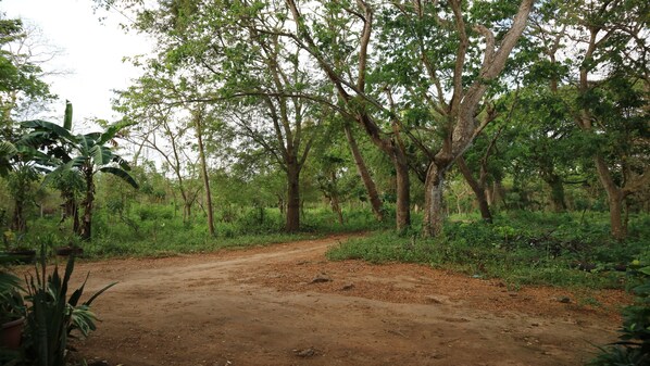 Un sendero de tierra en un área boscosa con árboles y vegetación.