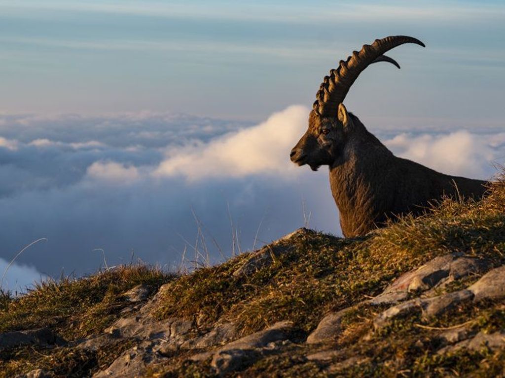 A mountain goat on a rocky outcrop with a view of clouds below.