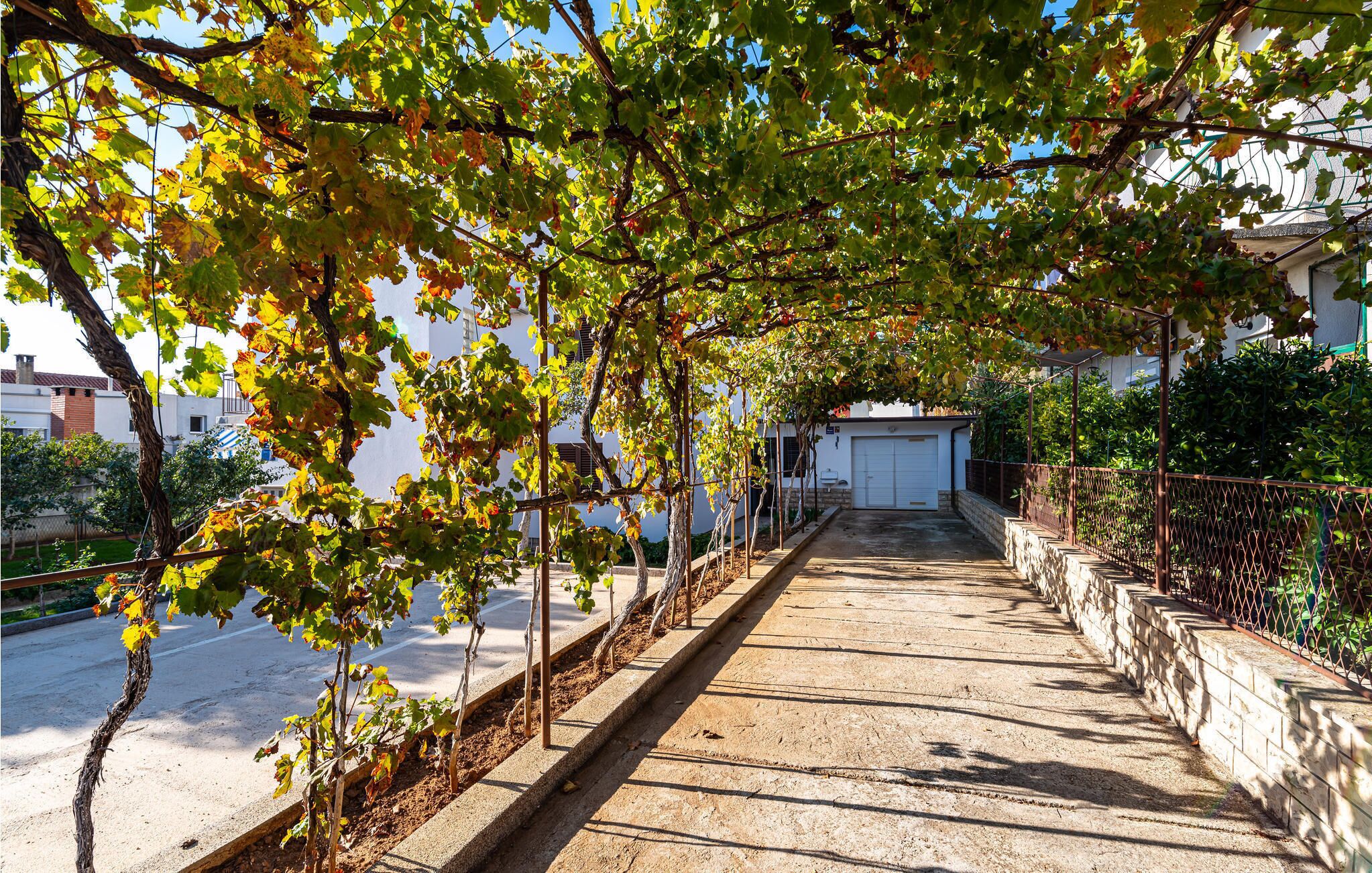 A pathway lined with grapevines leading to a white building with a garage.