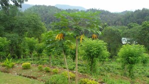 A lush green landscape with a variety of trees and vegetation.