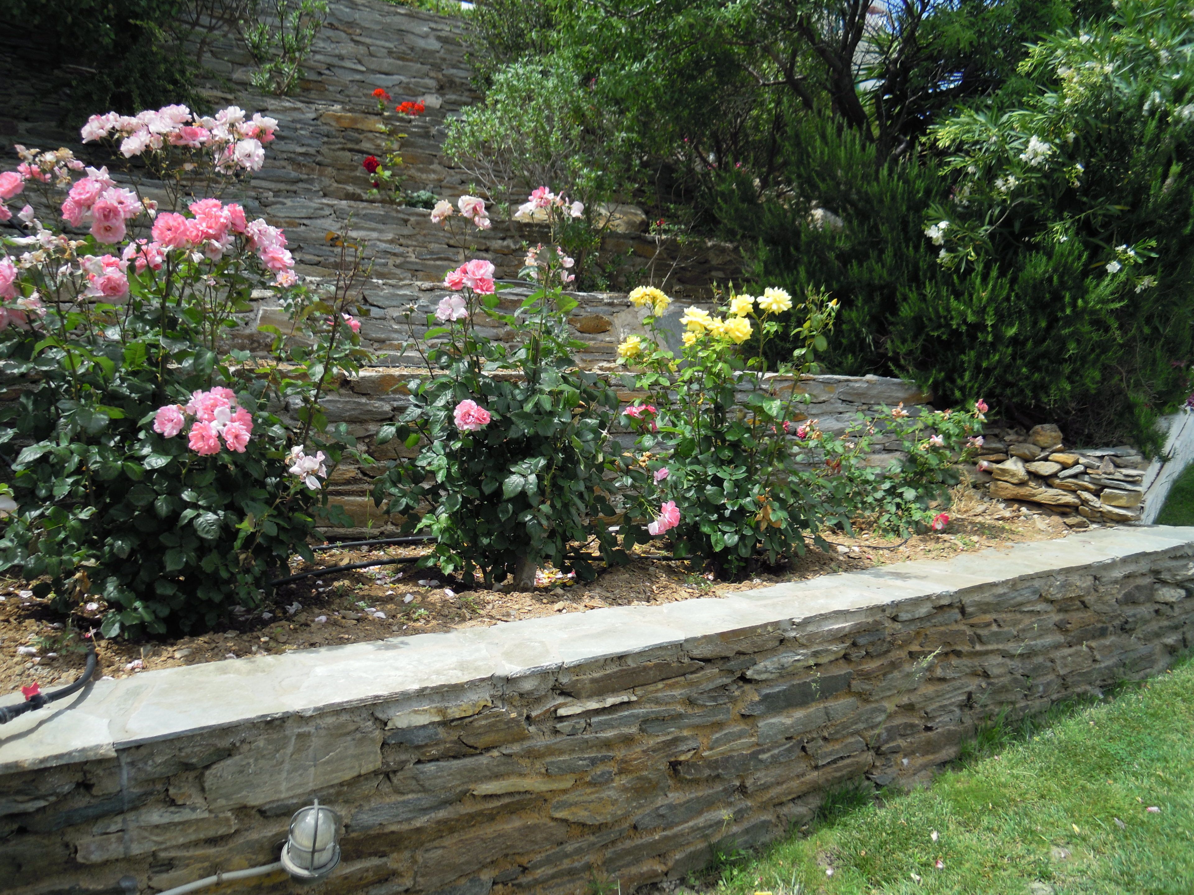 Un jardín con diversas plantas florecientes y un muro de contención de piedra.