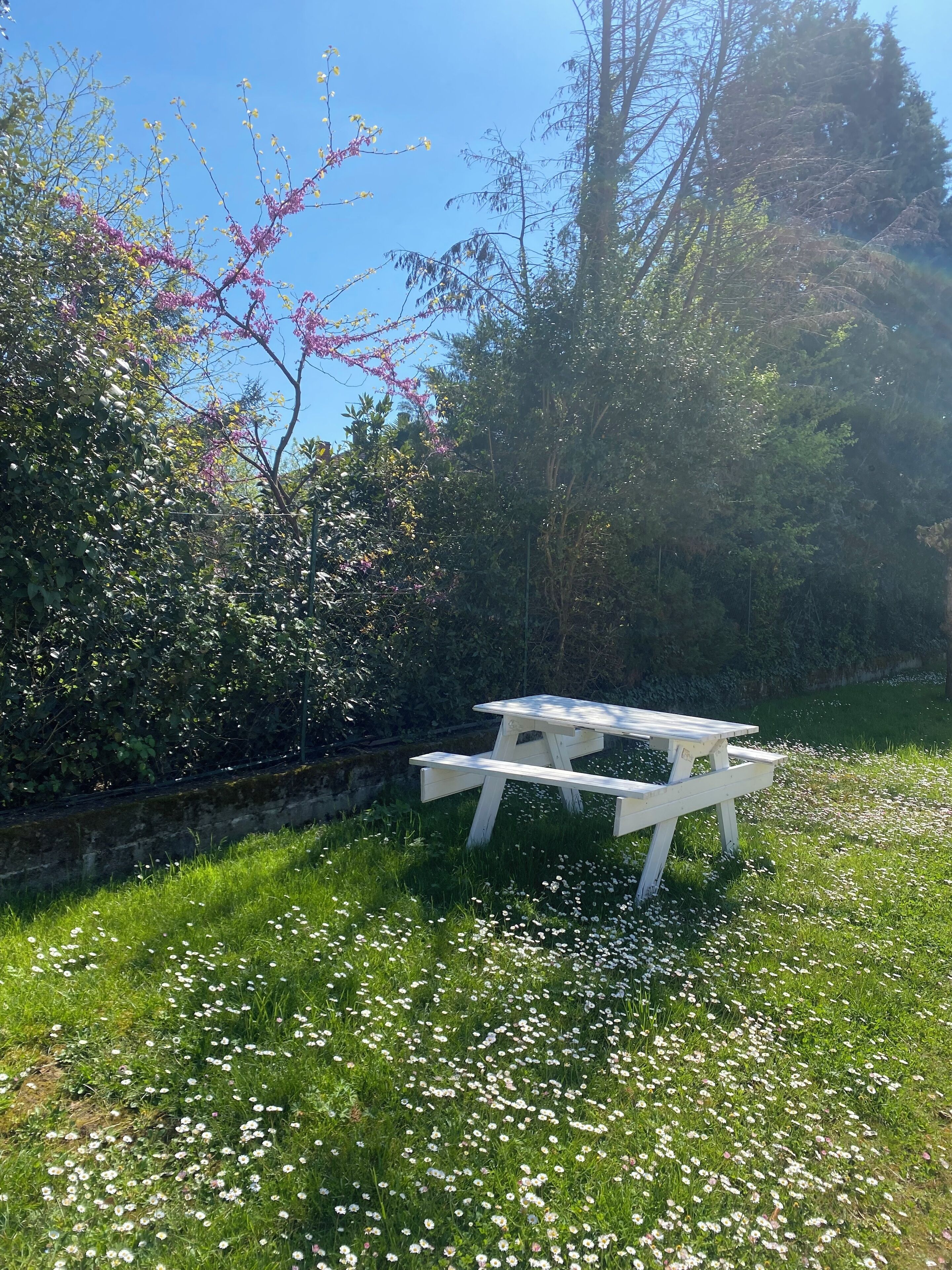 A white picnic table in a grassy area with white flowers and pink blossoms.