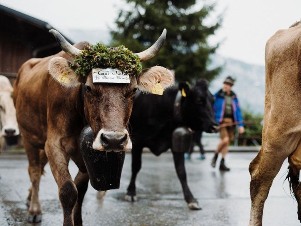 Un bou amb una etiqueta, altres vaques i una persona al fons.