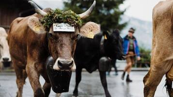 Un bou amb una etiqueta, altres vaques i una persona al fons.