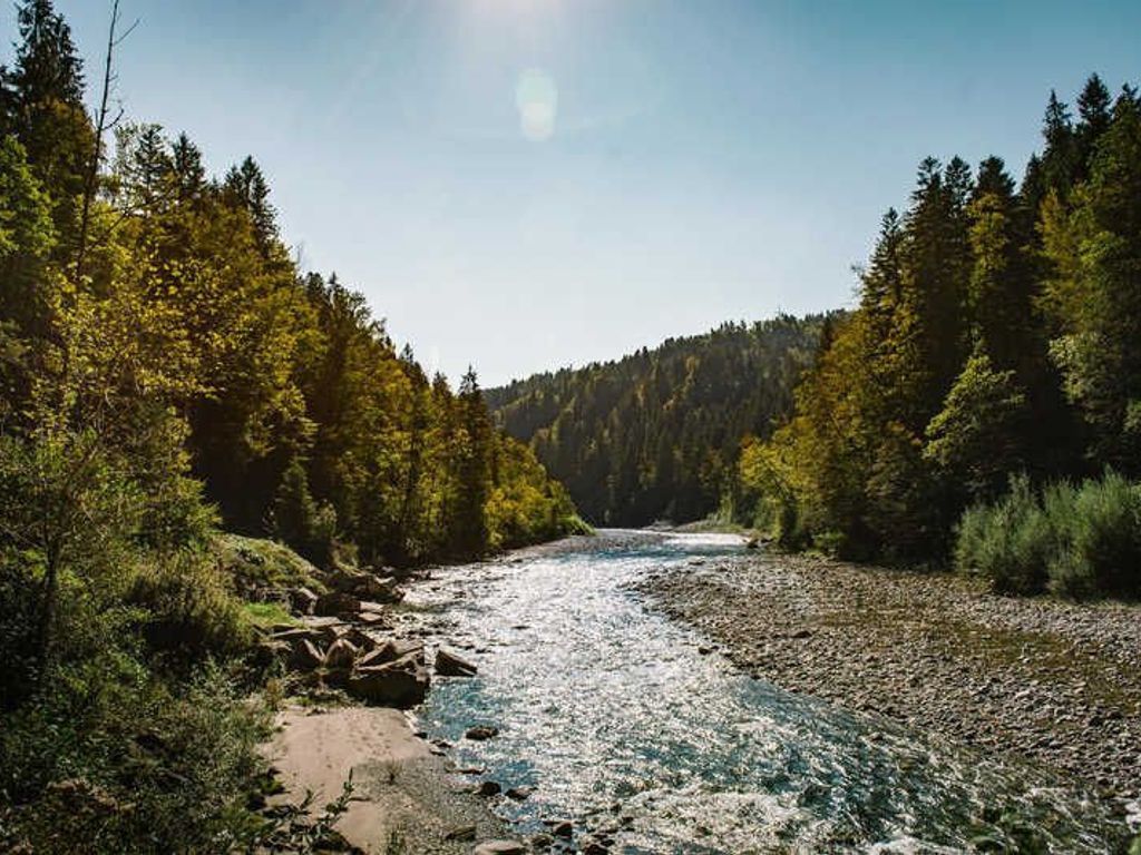 Un río que atraviesa una zona boscosa con árboles densos a ambos lados.