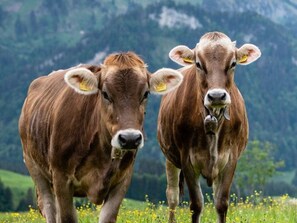 Unclassified image, 2 of 76, button - Apartment 1 Künzelspitze - Apartments Schantl in the Bregenzerwald (Schoppernau)