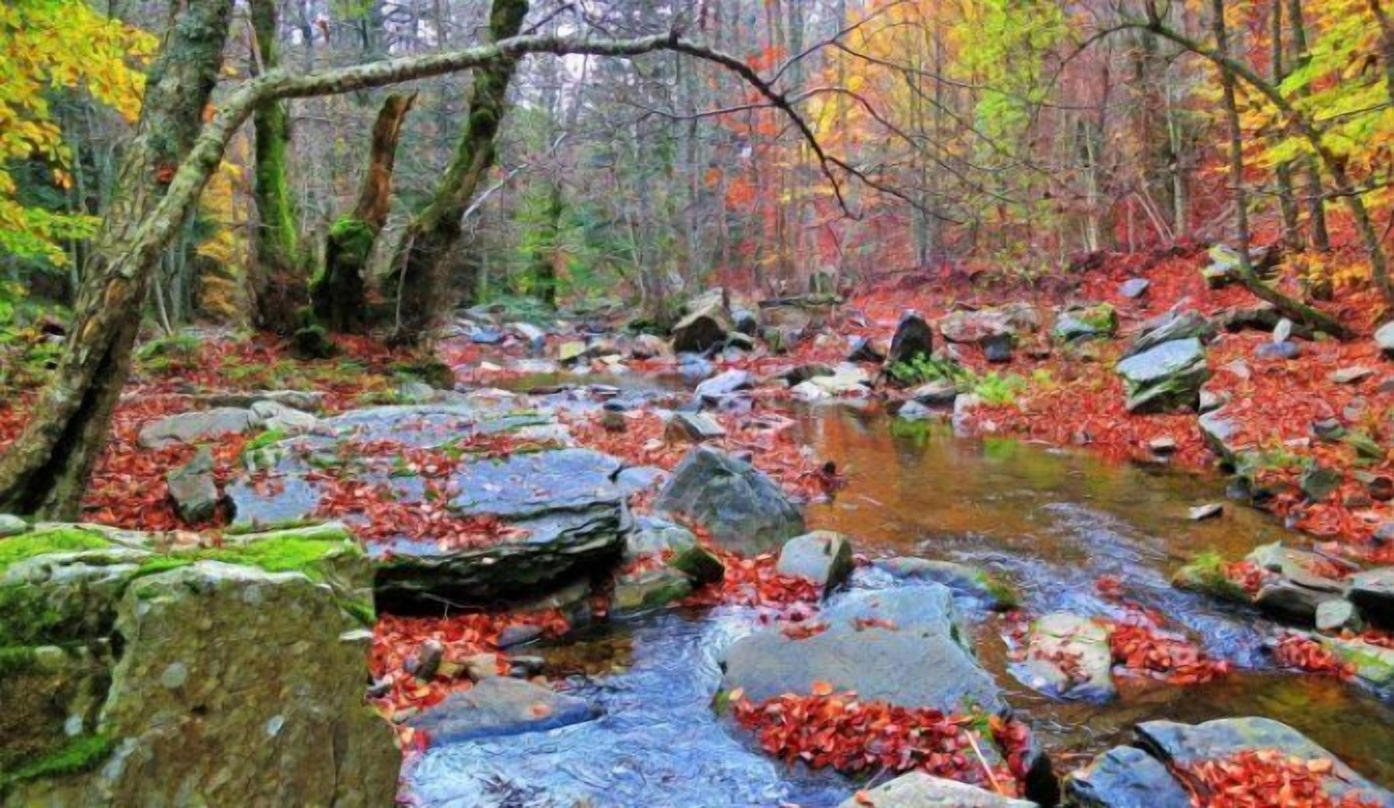 A forest stream with rocks and autumn leaves.
